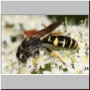 Crabro cribrarius - Grabwespe m03 11mm.jpg